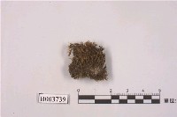 藏品(曲尾苔科)的圖片